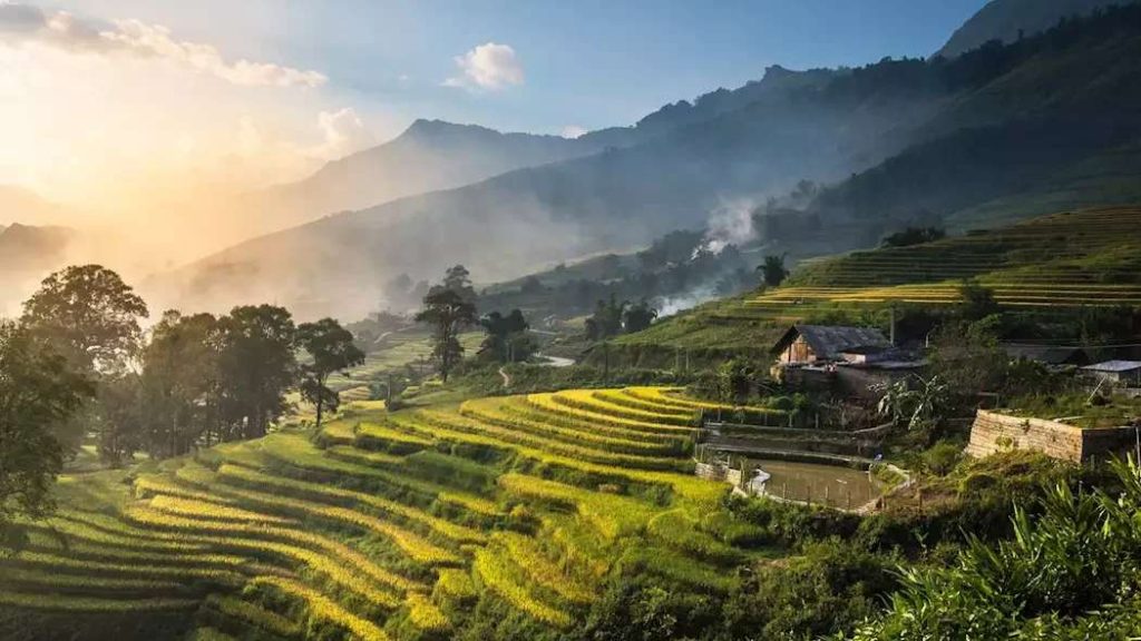 mundukricefield